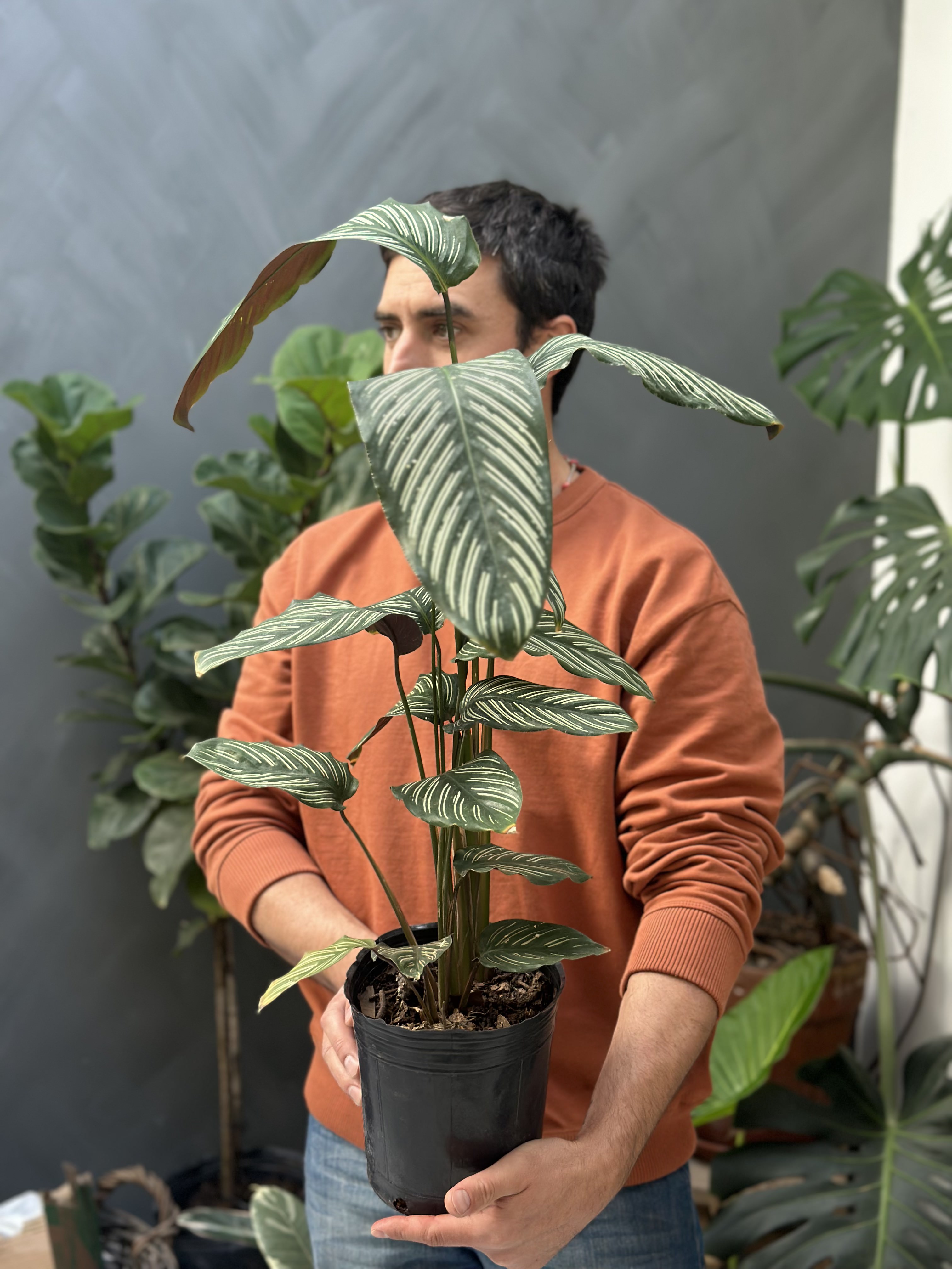 Plantas