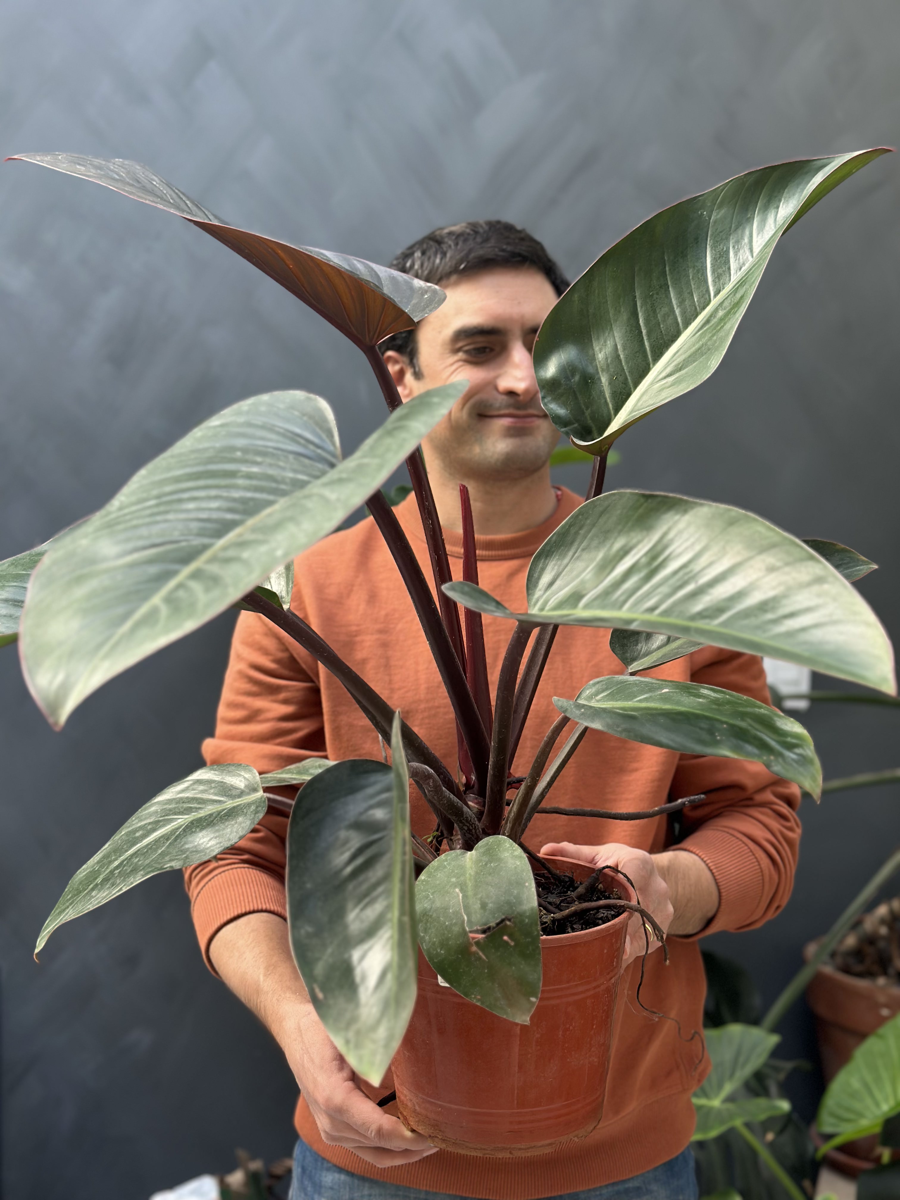 Plantas