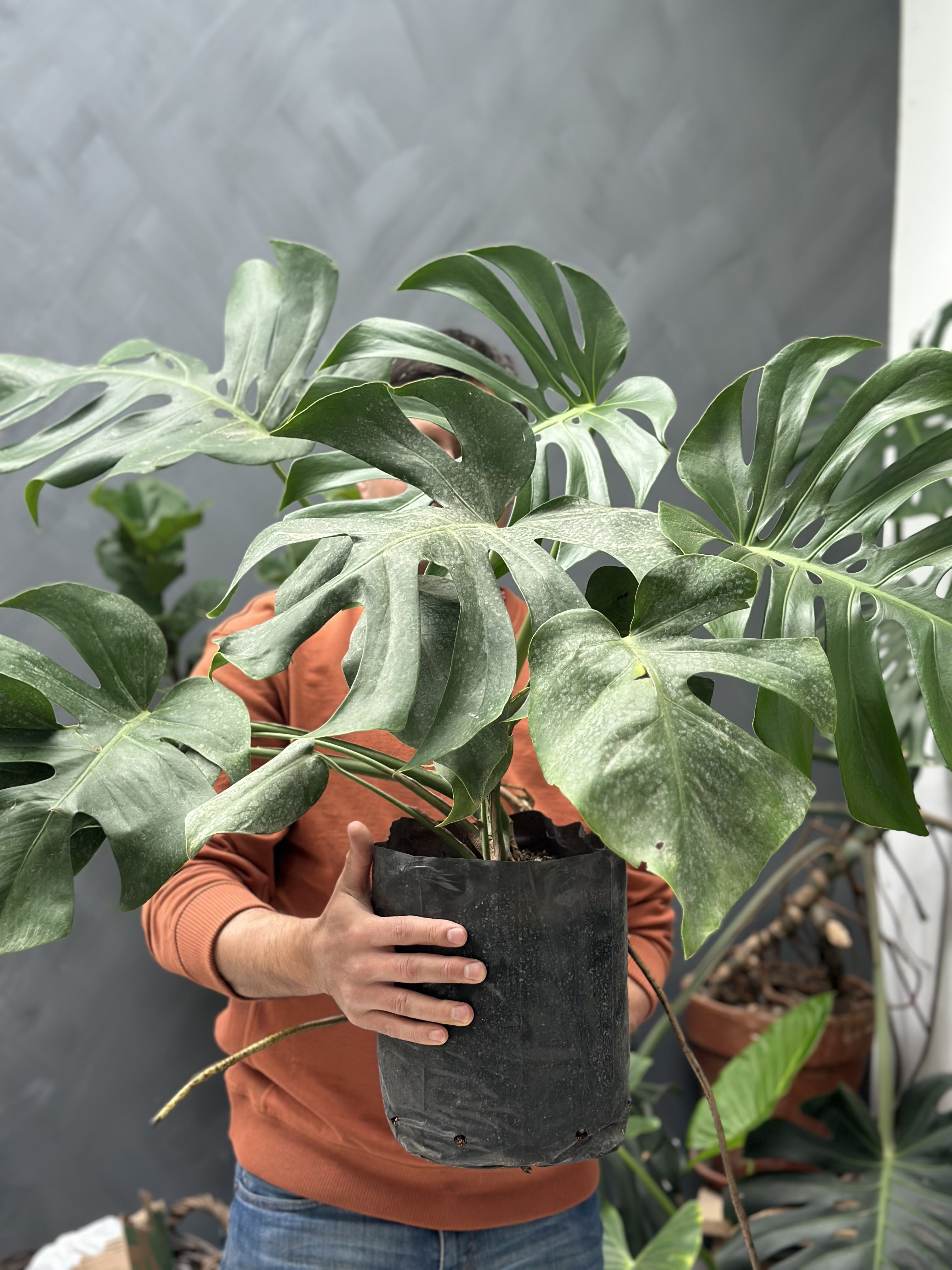 Plantas