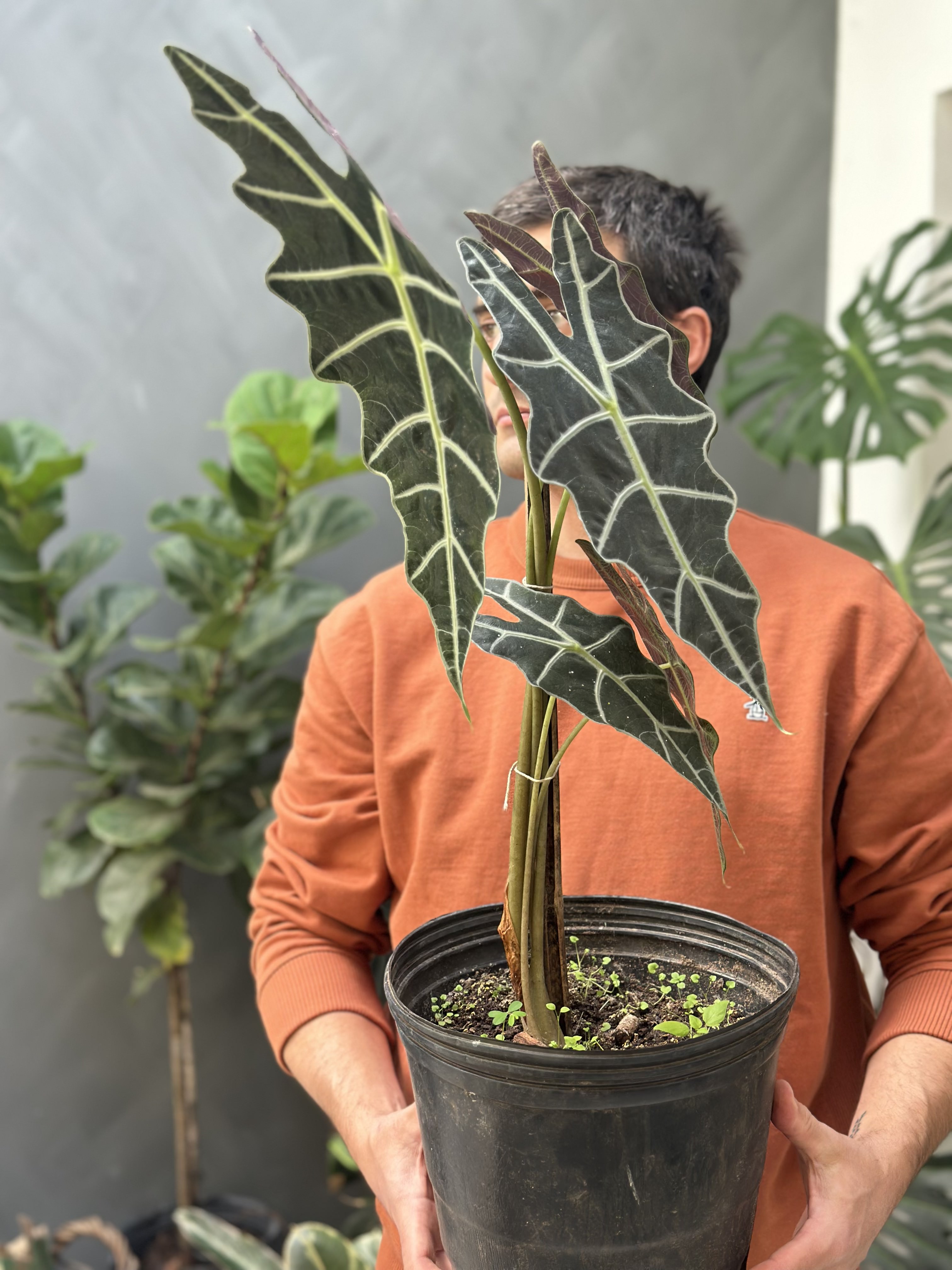 Plantas