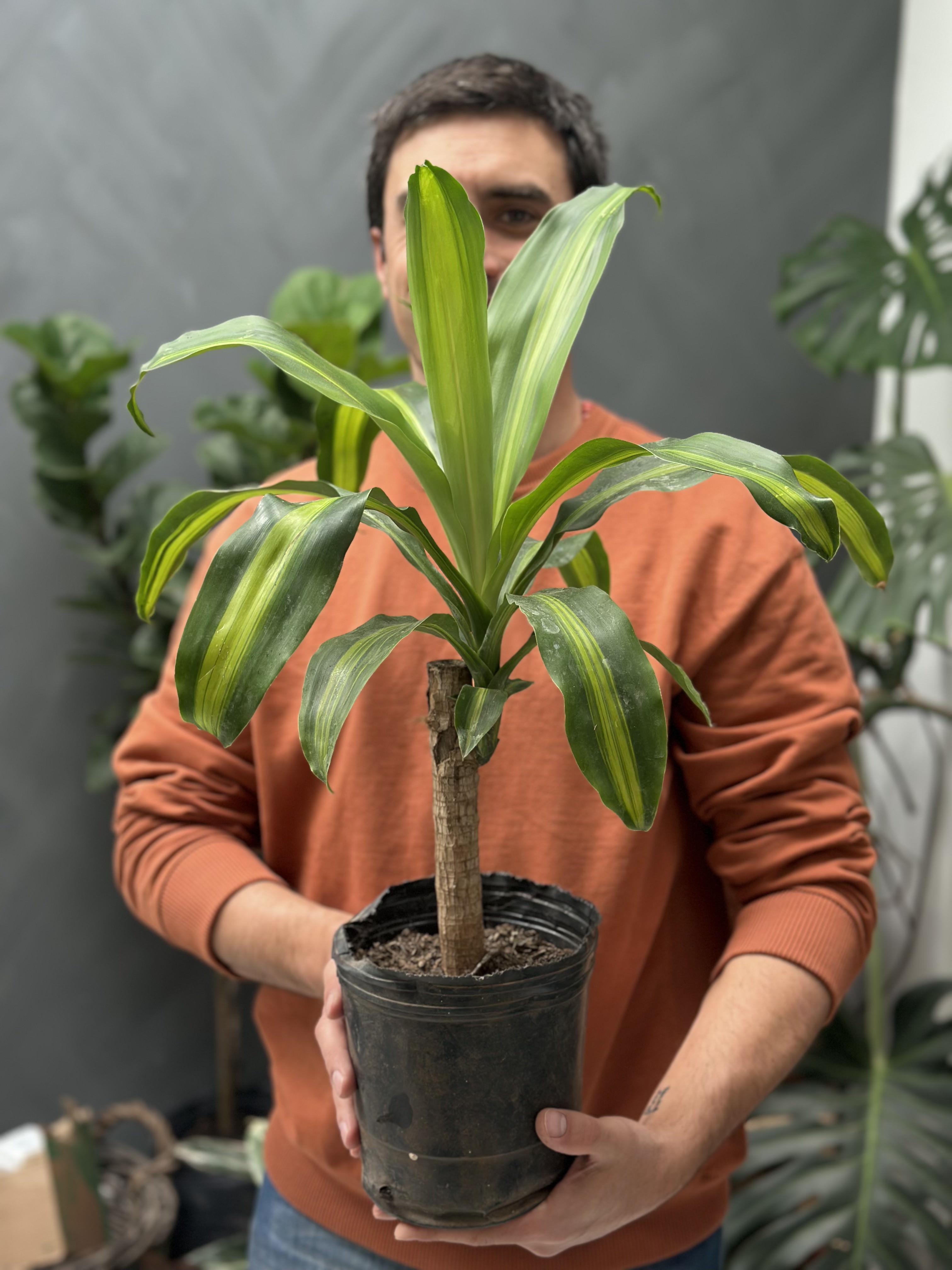 Plantas