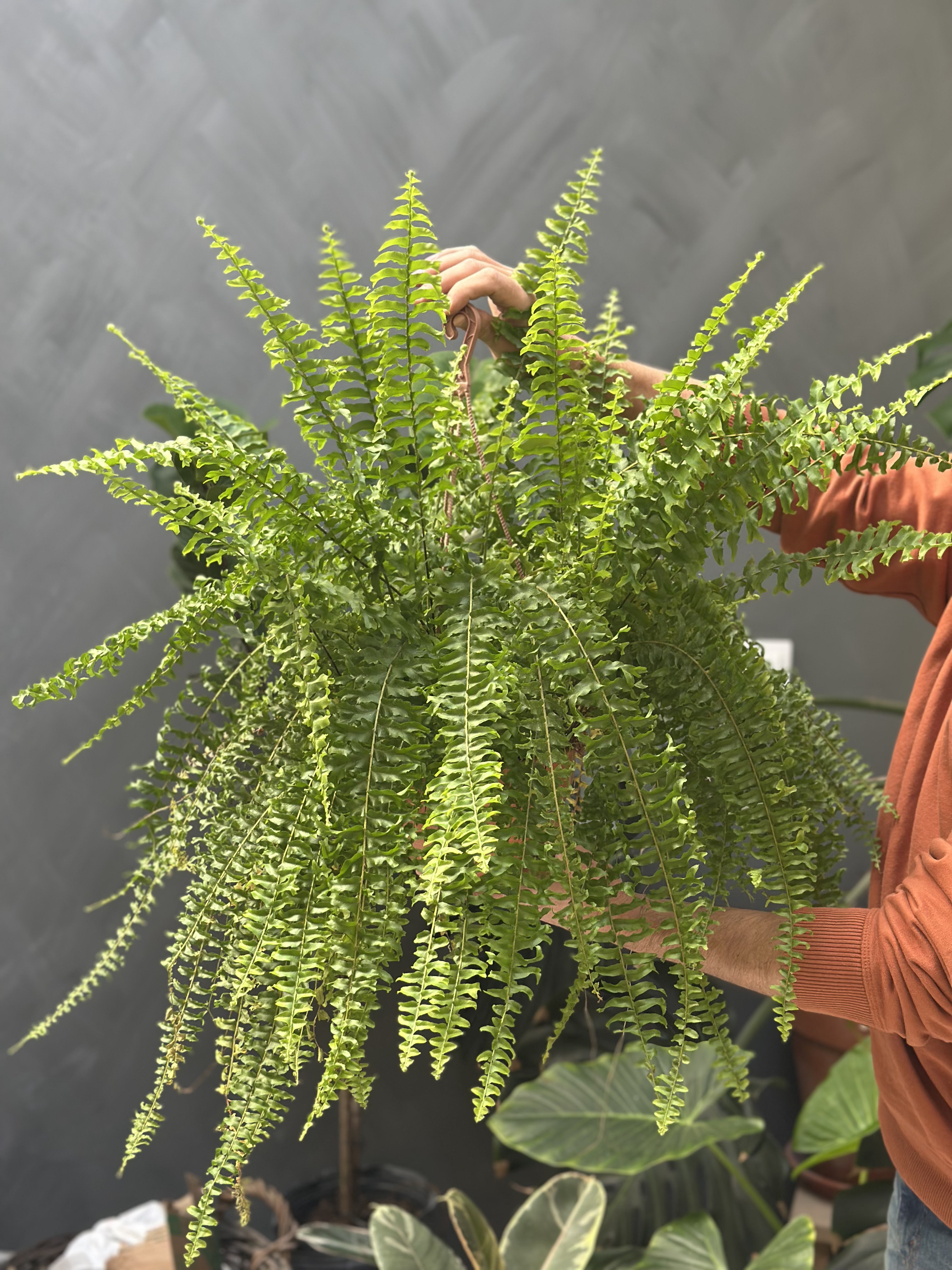 Plantas